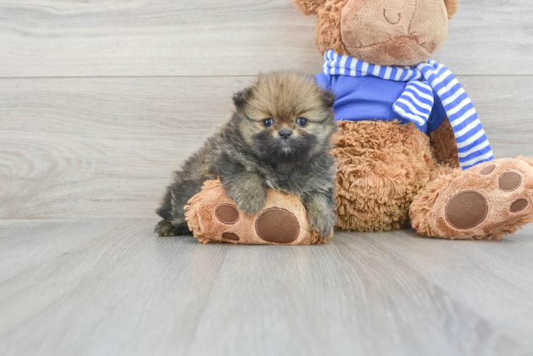 Funny Pomeranian Purebred Pup