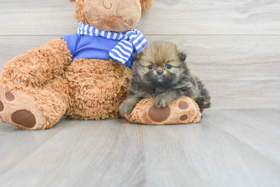 Hypoallergenic Pomeranian Baby