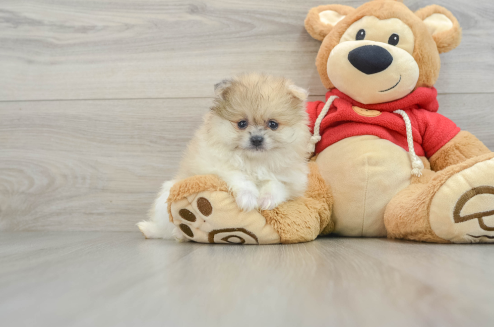 8 week old Pomeranian Puppy For Sale - Premier Pups