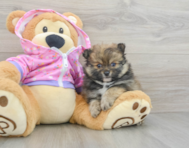 8 week old Pomeranian Puppy For Sale - Premier Pups