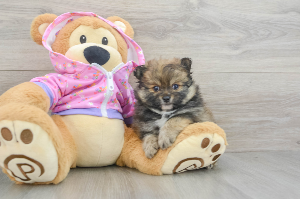 6 week old Pomeranian Puppy For Sale - Premier Pups