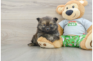 Smart Loulou Purebred Puppy