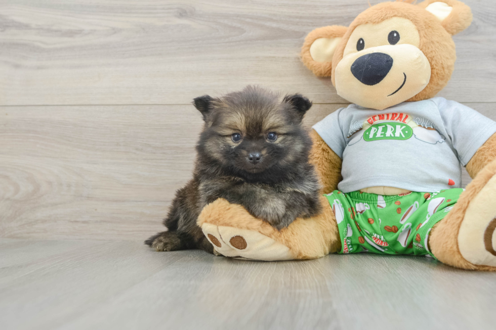 Smart Loulou Purebred Puppy