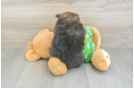 Best Pomeranian Baby