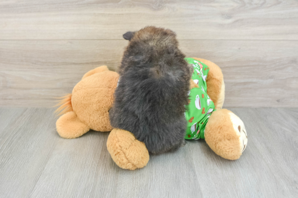 Best Pomeranian Baby