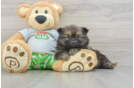 Best Pomeranian Baby