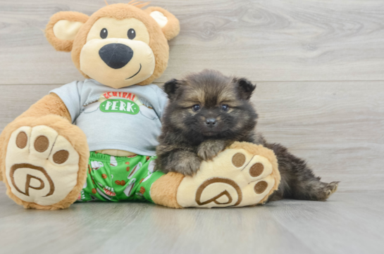 Best Pomeranian Baby