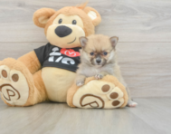 7 week old Pomeranian Puppy For Sale - Premier Pups