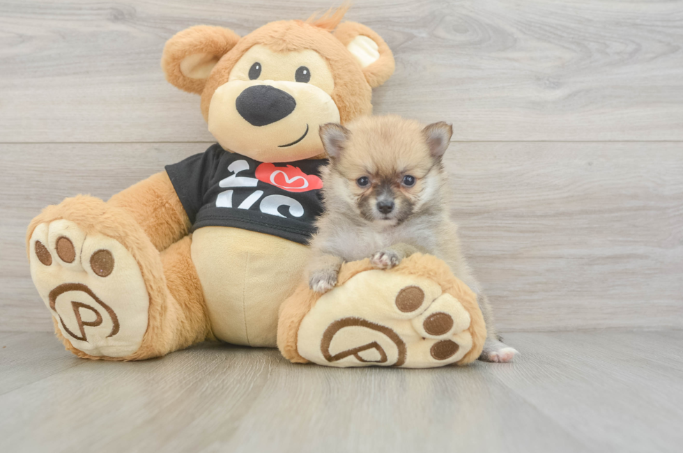 5 week old Pomeranian Puppy For Sale - Premier Pups