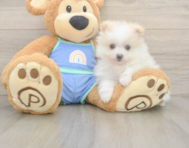 5 week old Pomeranian Puppy For Sale - Premier Pups