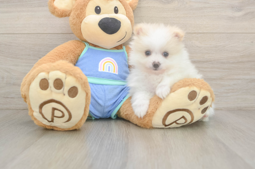 5 week old Pomeranian Puppy For Sale - Premier Pups