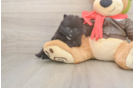 Pomeranian Puppy for Adoption