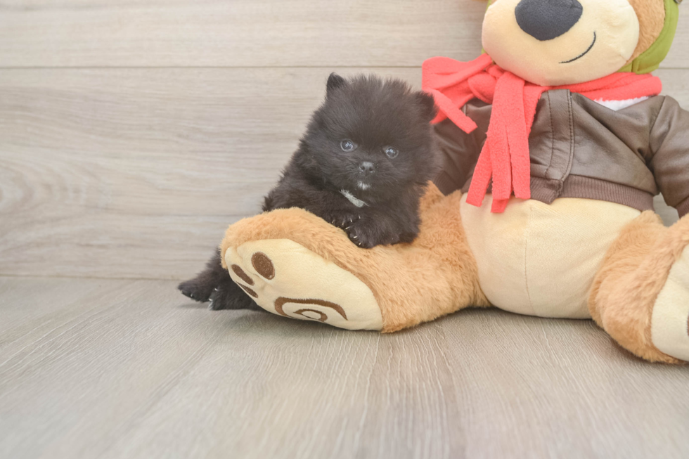 Pomeranian Puppy for Adoption