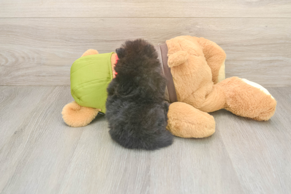 Hypoallergenic Pomeranian Purebred Pup