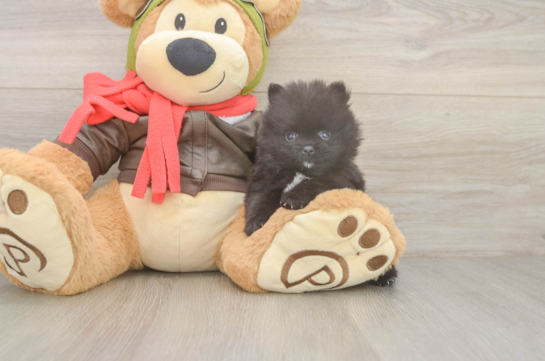 Best Pomeranian Baby