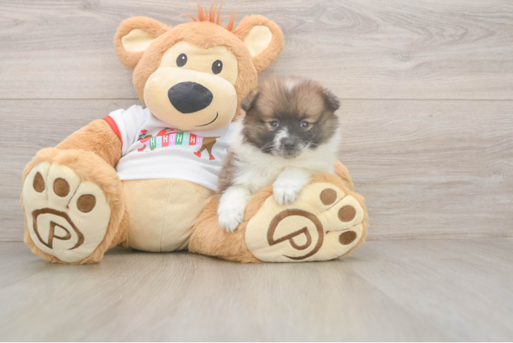 Pomeranian Pup Being Cute