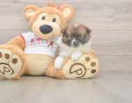 7 week old Pomeranian Puppy For Sale - Premier Pups
