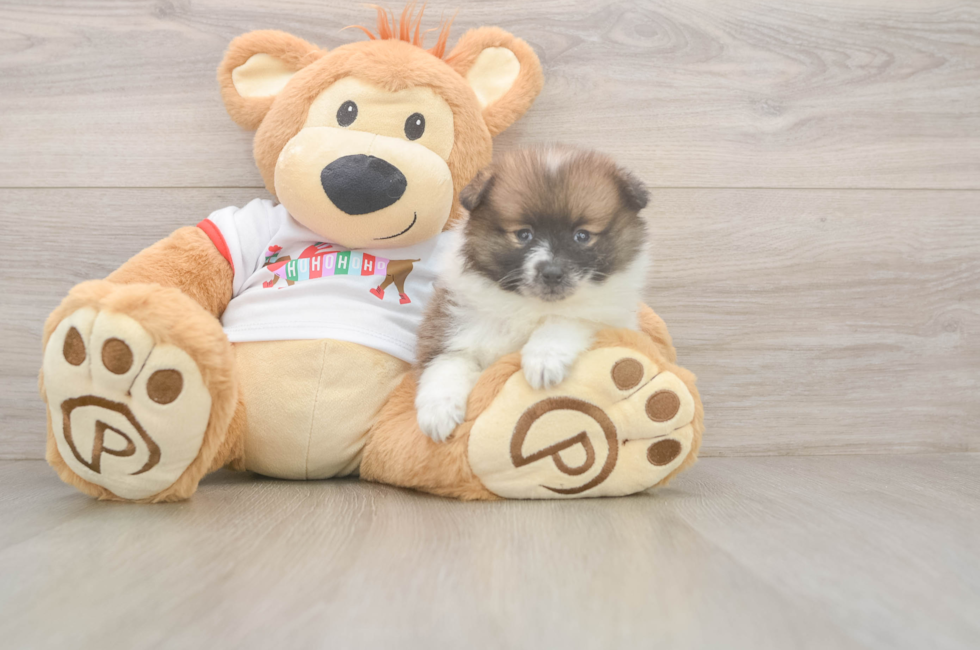 5 week old Pomeranian Puppy For Sale - Premier Pups