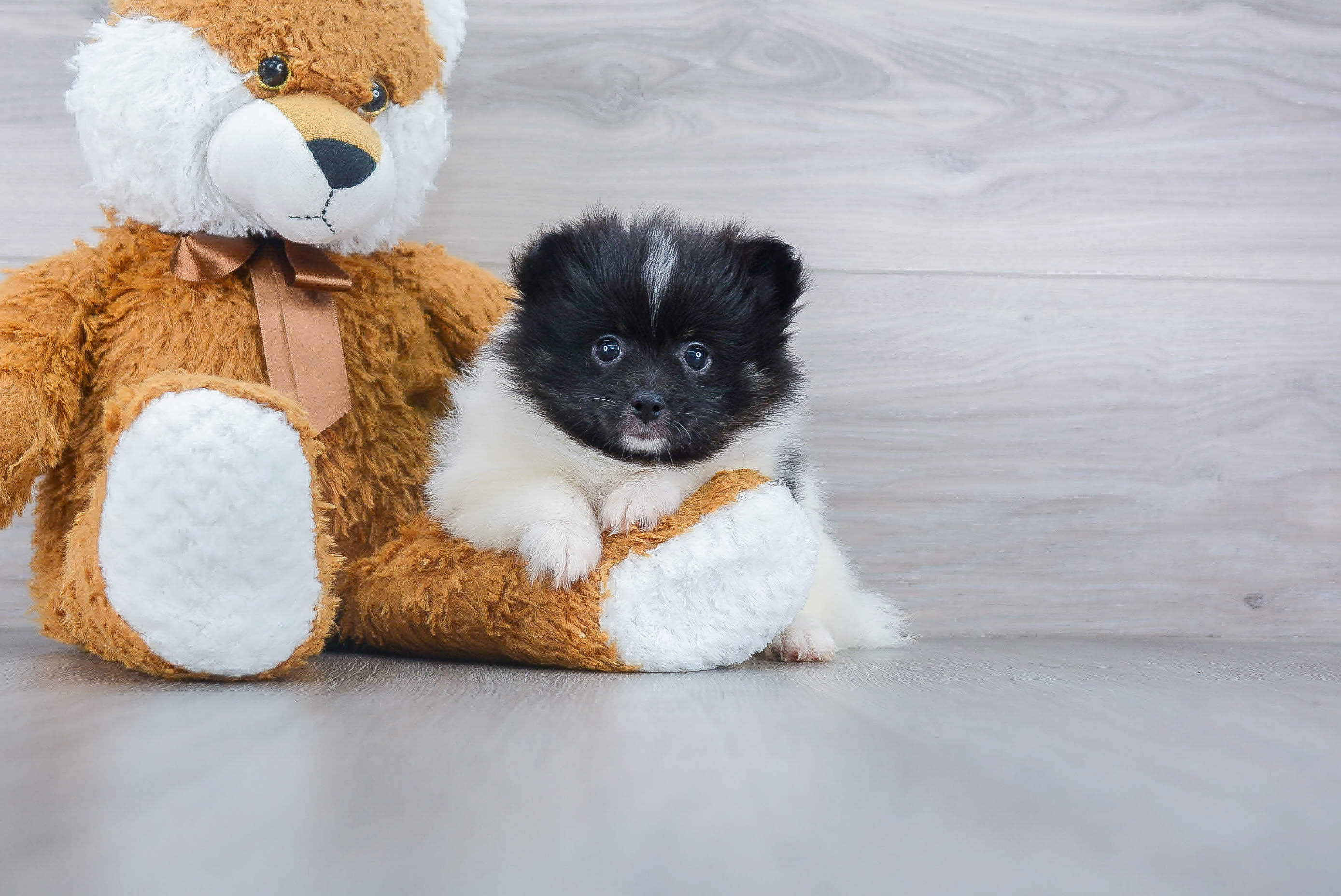Popular Pomeranian Purebred Pup