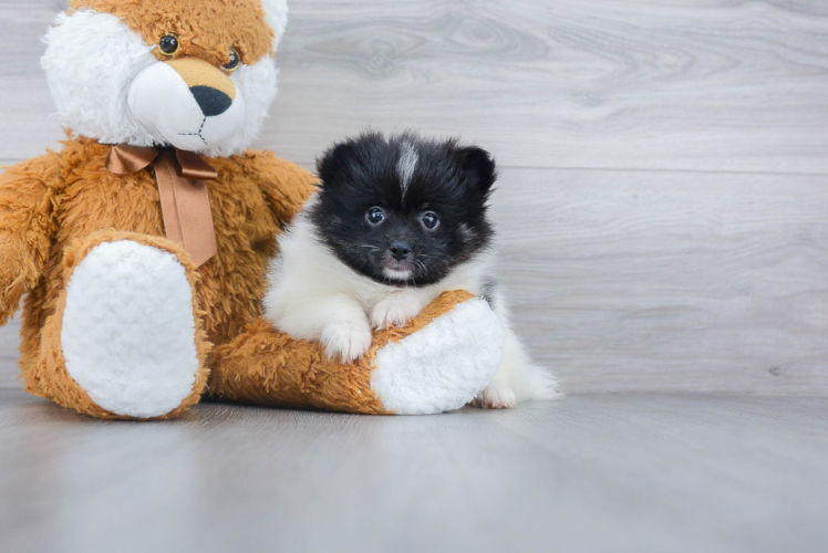 Popular Pomeranian Purebred Pup