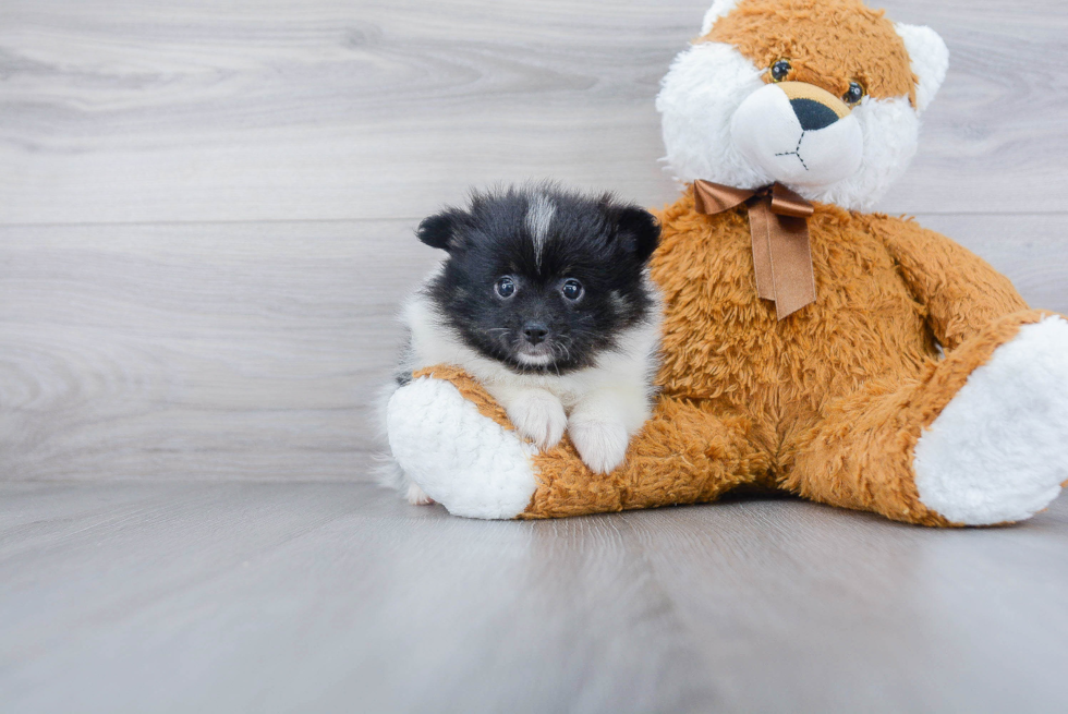 Best Pomeranian Baby