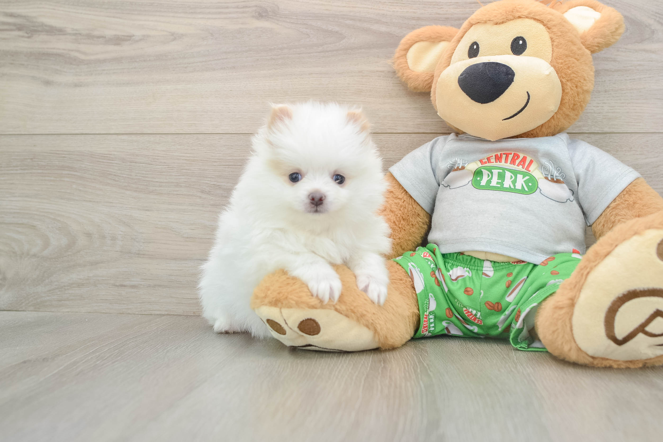 Pomeranian Pup Being Cute