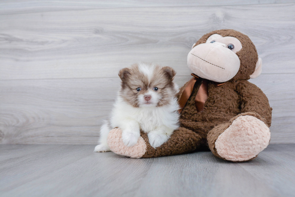 Petite Pomeranian Purebred Puppy