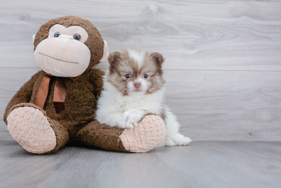 Akc Registered Pomeranian Baby