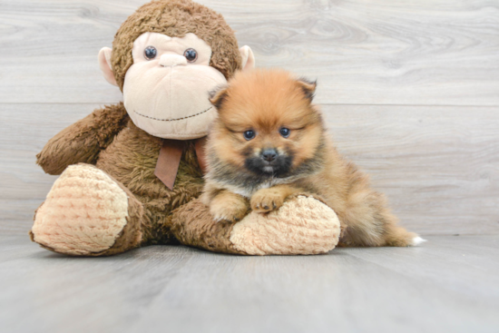 Small Pomeranian Purebred Pup