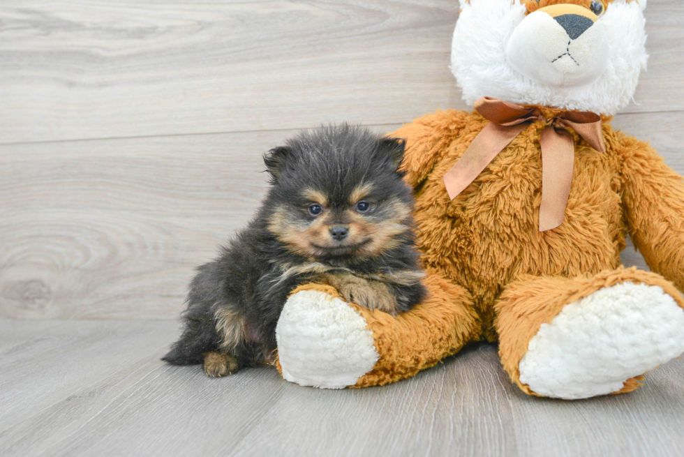 Best Pomeranian Baby