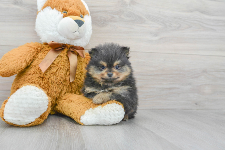 Akc Registered Pomeranian Purebred Pup