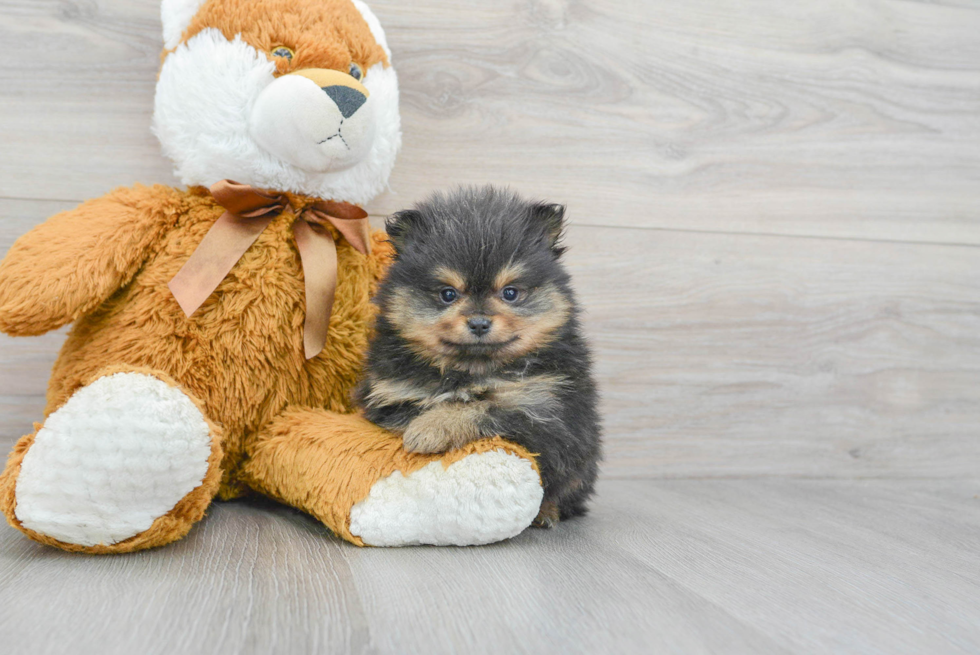 Akc Registered Pomeranian Purebred Pup