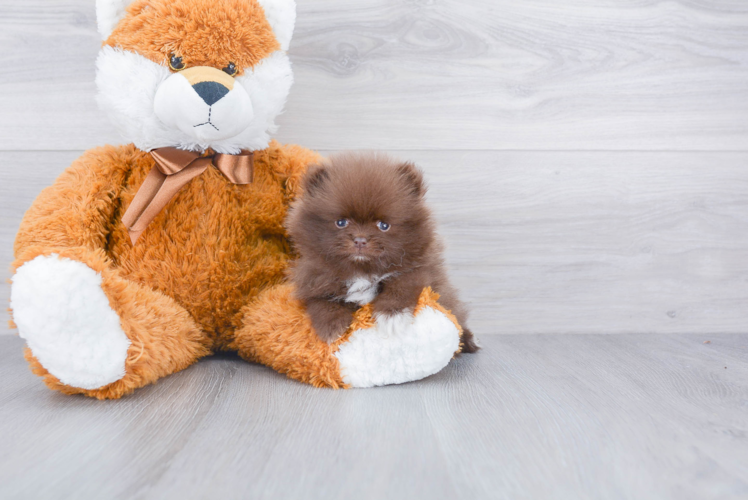 Happy Pomeranian Purebred Puppy