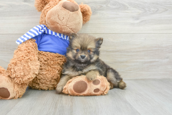 Pomeranian Pup Being Cute