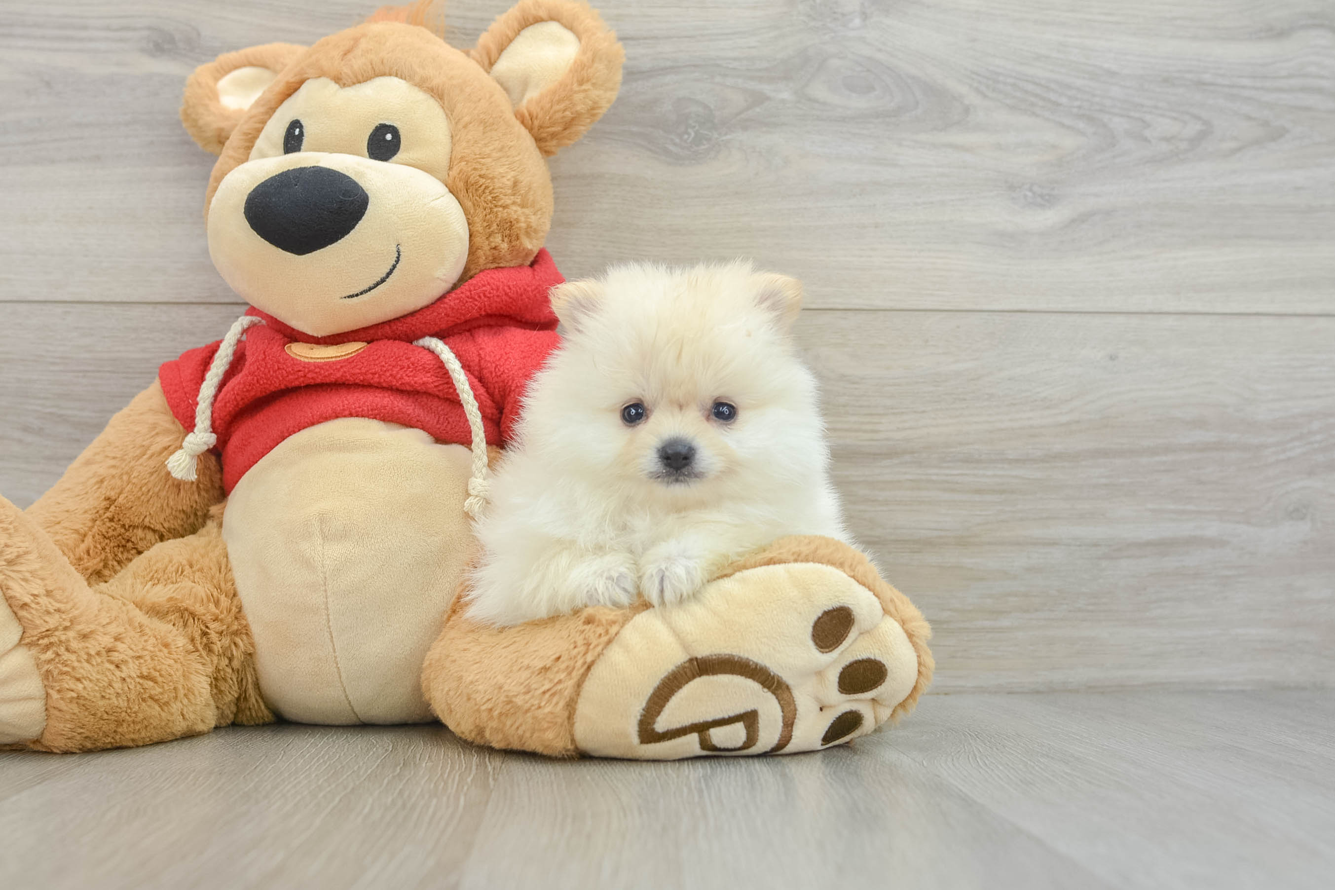 Funny Pomeranian Purebred Pup