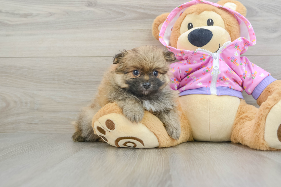 Sweet Swergspitz Purebred Puppy