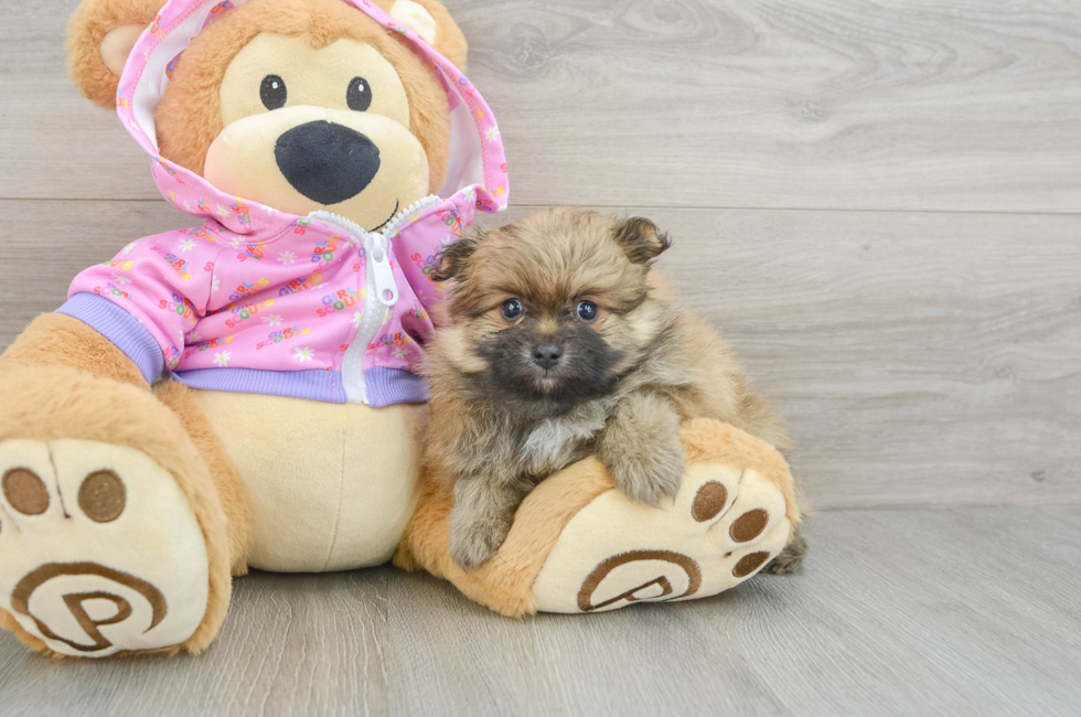 6 week old Pomeranian Puppy For Sale - Premier Pups