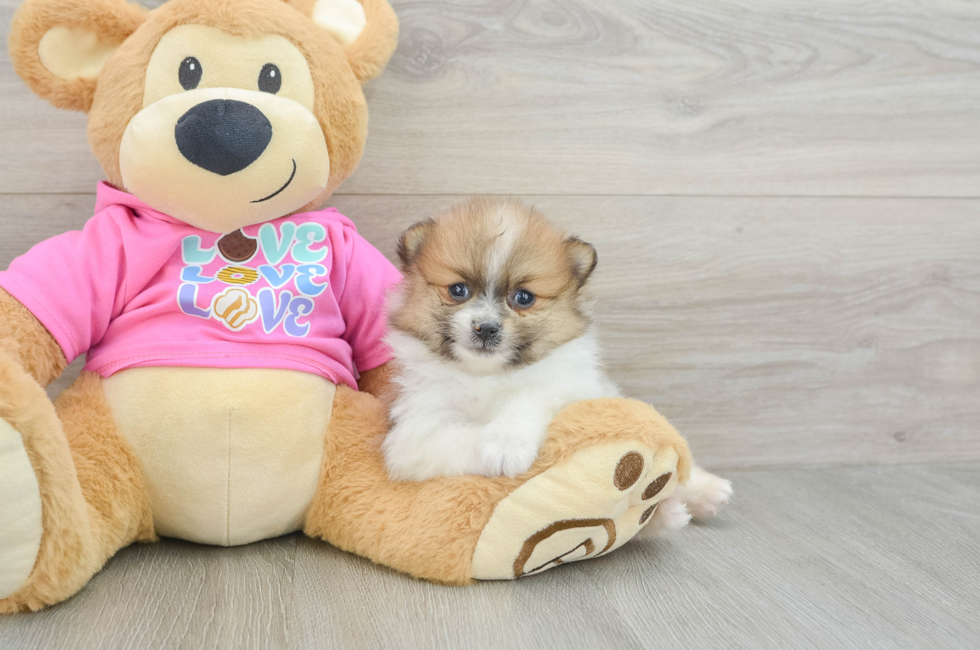 8 week old Pomeranian Puppy For Sale - Premier Pups