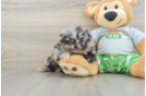 Pomeranian Puppy for Adoption