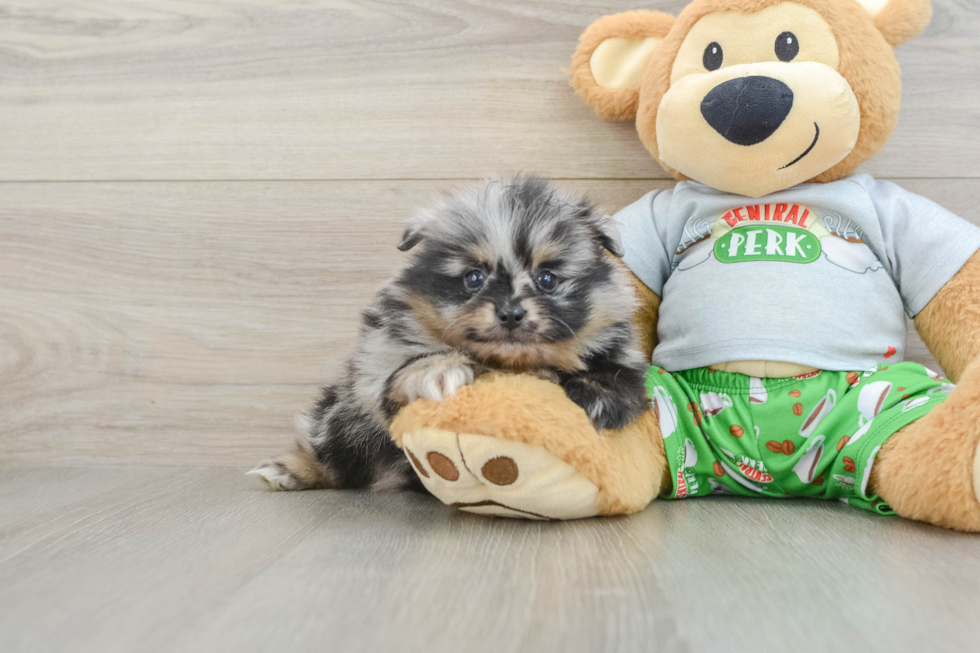 Pomeranian Puppy for Adoption