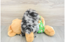 Pomeranian Puppy for Adoption