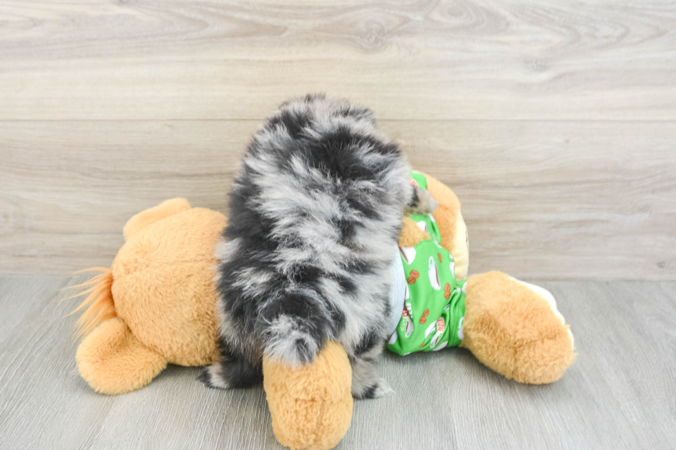 Pomeranian Puppy for Adoption