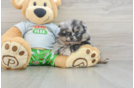 Friendly Pomeranian Purebred Pup
