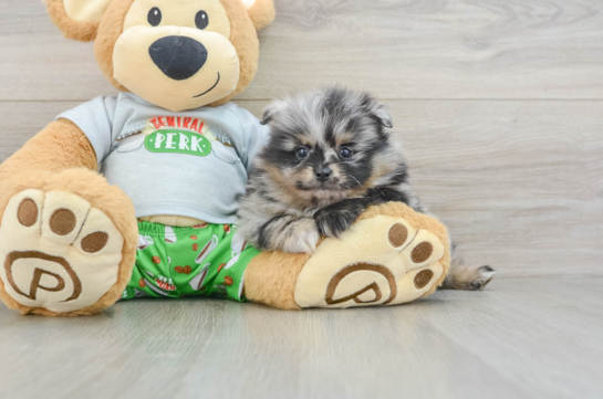 Friendly Pomeranian Purebred Pup