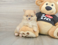 7 week old Pomeranian Puppy For Sale - Premier Pups