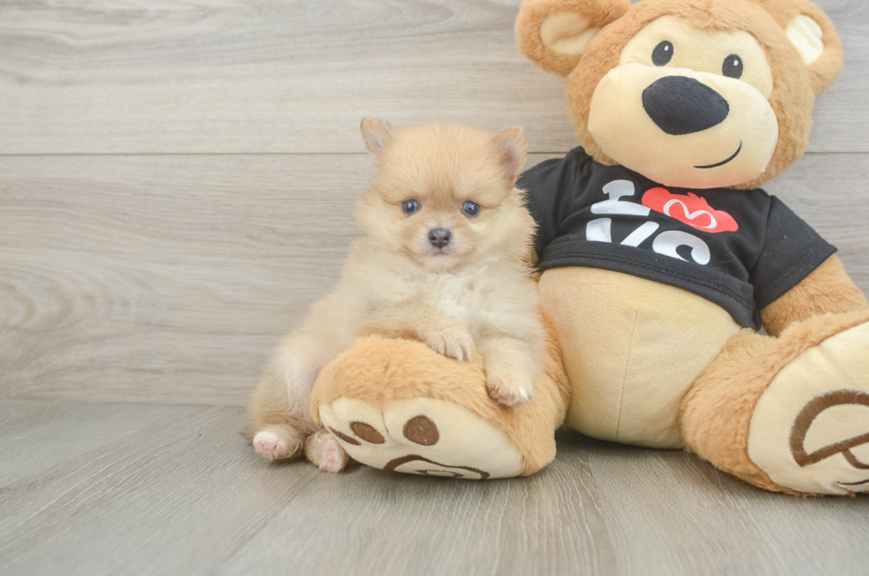 5 week old Pomeranian Puppy For Sale - Premier Pups