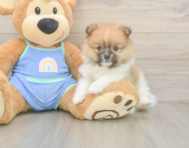 5 week old Pomeranian Puppy For Sale - Premier Pups
