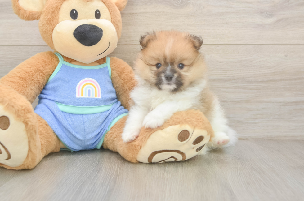 5 week old Pomeranian Puppy For Sale - Premier Pups