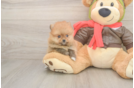 Smart Loulou Purebred Puppy