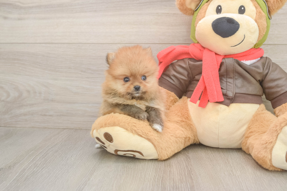 Smart Loulou Purebred Puppy